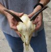 Goat skull from India with horns 4-1/2 inches and skull 8" - You are buying the one in the photo for $70