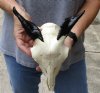 Goat skull from India with horns 4-1/2 inches and skull 8" - You are buying the one in the photo for $70