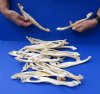 20 piece lot of Real Florida Alligator Jaw bones for sale 8 to 10 inches - You are buying the jaw bones pictured for $20.00