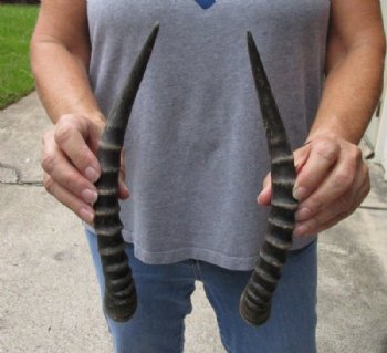 Matching Pair of Female Blesbok horns,  10-11 inches for $27/pair