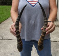 Matching Pair of male Blesbok horns, 14-15 inches. You are buying the 2 horns shown for $30/pair 