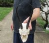 #2 Grade Female springbok skull and horns for sale - Horns 9 inches - This is a discounted/damaged skull - Review all photos carefully, you are buying the one shown for $35