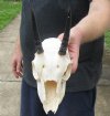 #2 Grade Female springbok skull and horns for sale - Horns 4-1/2 inches - This is a discounted/damaged skull - Review all photos carefully, you are buying the one shown for $35
