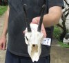 #2 Grade Female springbok skull and horns for sale - Horns 6 inches - This is a discounted/damaged skull - Review all photos carefully, you are buying the one shown for $35