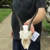 #2 Grade Female springbok skull and horns for sale - Horns 7 inches - This is a discounted/damaged skull - Review all photos carefully, you are buying the one shown for $35