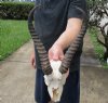 #2 Grade Male springbok skull and horns for sale - Horns 12 inches - This is a discounted/damaged skull - Review all photos carefully, you are buying the one shown for $45