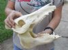 13-1/2 inch wild boar skull, commercial grade - You are buying the skull pictured for $50