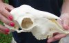 Domesticated sheep skull without horns (These sheep do not grow horns) from India 9 inches long - You are buying the skull pictured for $65