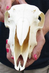 Domesticated sheep skull without horns (These sheep do not grow horns) from India 9 inches long for $65