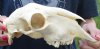 Domesticated sheep skull without horns (These sheep do not grow horns) from India 10 inches long - You are buying the skull pictured for $65