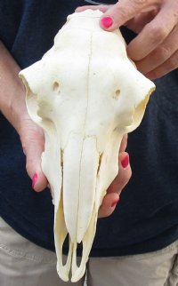 Domesticated sheep skull without horns (These sheep do not grow horns) from India 10 inches long for $65