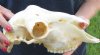 Domesticated sheep skull without horns (These sheep do not grow horns) from India 9-3/4 inches long - You are buying the skull pictured for $65