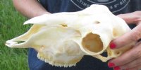 Domesticated sheep skull without horns (These sheep do not grow horns) from India 9-3/4 inches long for $65