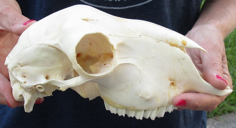 Domesticated sheep skull without horns