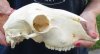 Domesticated sheep skull without horns (These sheep do not grow horns) from India 9 inches long - You are buying the skull pictured for $65