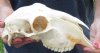 Domesticated sheep skull without horns (These sheep do not grow horns) from India 9-1/4 inches long - You are buying the skull pictured for $65