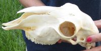 Domesticated sheep skull without horns (These sheep do not grow horns) from India 9-1/4 inches long for $65