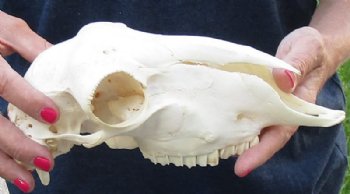 Domesticated sheep skull without horns (These sheep do not grow horns) from India 9-1/2 inches long for $65
