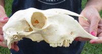 Domesticated sheep skull without horns (These sheep do not grow horns) from India 9-1/2 inches long - You are buying the skull pictured for $65