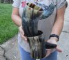 Polished Buffalo Drinking horn with Horn Stand 16 inches - You will receive the drinking horn and stand in the photo for $30