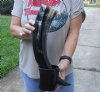 Polished Buffalo Drinking horn with Horn Stand 21 inches - You will receive the drinking horn and stand in the photo for $30