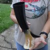 Polished Buffalo Drinking horn with Horn Stand 13 inches - You will receive the drinking horn and stand in the photo for $22