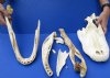 One box of Broken Florida Alligator bones (Alligator mississippiensis) from a 8 to 10 foot gator - You will receive the box of broken bones pictured for $30