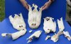 Assorted Broken Florida Alligator top skulls (Alligator mississippiensis) from 8 to 10 foot gator - You will receive the box of broken top skull pictured for $20