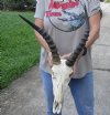 Male Blesbok Skull with 13 and 15 inch Horns - You are buying the skull and horns shown for $75 (Deformed horn and broken eye socket)
