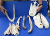 One box of Broken Florida Alligator bones (Alligator mississippiensis) from a 8 to 10 foot gator - You will receive the box of broken bones pictured for $30
