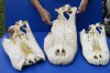 3 pc lot of Damaged Florida Alligator skulls with no teeth (Alligator mississippiensis) from a 11 and 12 foot gator - You will receive the gator skulls pictured for $30