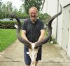 Kudu Skull for Sale with 47 and 48 inch Horns - You are buying this one for $325 (Damaged side bone, missing teeth, bad spot on horn and weather worn)(Signature Required)