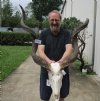 Kudu Skull for Sale with 36 and 47 inch Horns - You are buying this one for $200 (Horns don't fit all the way and damaged/broken horn)