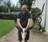 Kudu Skull for Sale with 52 and 53 inch Horns - You are buying this one for $375 (Damaged nose and missing teeth) (Signature Required)