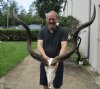 Kudu Skull for Sale with 49 and 50 inch Horns - You are buying this one for $325 (Damaged nose and crack in skull) (Signature Required)