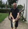 Kudu Skull for Sale with 45 and 46 inch Horns - You are buying this one for $295 (Damaged skull and missing teeth)
