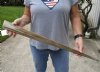 30 inch Semi-Polished Swordfish bill for making swords, painting, daggers, scrimshaw art - you are buying the one pictured for $45 (base filled with off white epoxy)