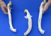 3 piece Florida alligator jaw bones 15 to 16 inches - You are buying the gator bottom jaws shown for $10 (No teeth)