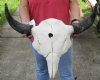 22 inches wide North American bison skull plate for sale - you are buying this one for $60