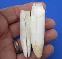 Five #2 grade Florida Alligator teeth - 2-1/4 to 3-1/2 inches long.  These are damaged and discounted teeth - You are buying the teeth in the photo for $10