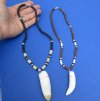 2 pc Coconut bead necklaces with 2-1/2 and 2-7/8 inch Alligator tooth wrapped with a silver color wire - You will receive the ones in the photo for $28/lot