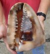 9 inch King Helmet Shell, large shell for seashell decor - You are buying the hand selected shell shown for $22