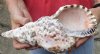  #2 grade 10 inch Caribbean Triton seashell (You are buying the shell pictured) for $20.00