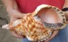 Blonde Caribbean Triton Trumpet seashell measuring 10 1/4 inches long - (You are buying the shell pictured) for $40