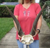African Eland Bull (male) skull plate and horns 24 inches around curl $65
