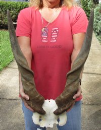 African Eland Bull (male) skull plate and horns 24 inches around curl $65