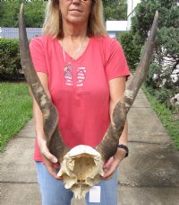 African Eland Bull (male) skull plate and horns 31 inches around curl - Review all photos. You are buying the Eland skull pictured for $95