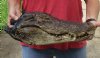 18 inch Preserved Alligator head with mouth and eyes closed (You are buying the  alligator head pictured) for $85 