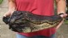 18 inch Preserved Alligator head with mouth and eyes closed (You are buying the  alligator head pictured) for $85 