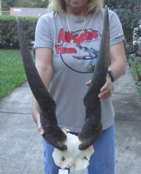 African Eland Bull (male) skull plate and horns 29 inches around curl - Review all photos. You are buying the Eland skull pictured for $95